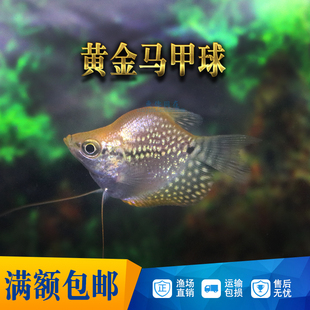 黄金珍珠马甲球鱼 珍珠马甲球鱼 珍珠马甲鱼 热带鱼 观赏鱼 活体