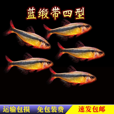 蓝缎带四型魔鬼灯鱼三型高端小型灯科鱼皇室青断带水草缸群游活体