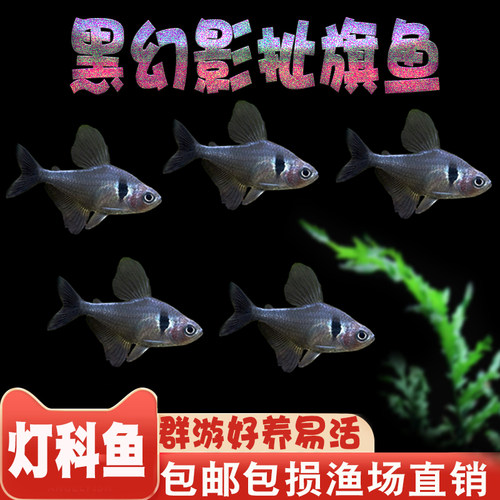 南美灯鱼热带鱼黑幻影扯旗鱼群游