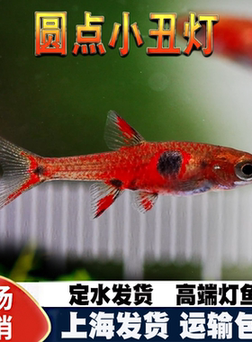 小丑灯鱼圆点小丑灯红蚂蚁灯迷你小型灯科鱼淡水热带鱼群游活体