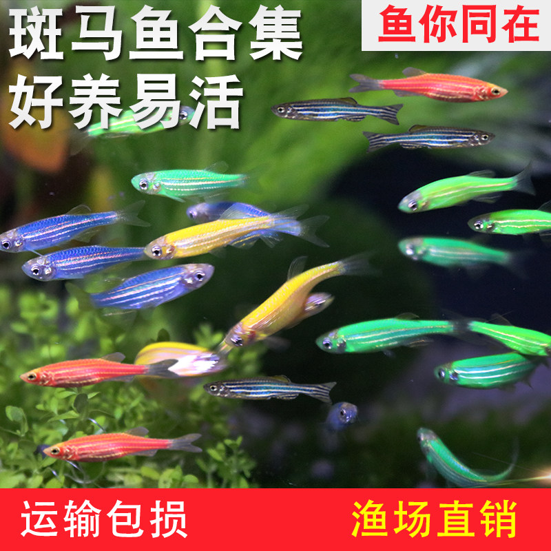 红蓝斑马鱼荧光柠檬绿翡翠糖果金丝小型灯鱼观赏冷水群游活体草缸