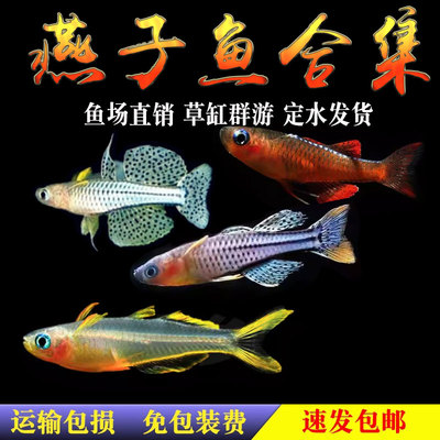 霓虹燕子鱼阿鲁珍珠燕子高档鱼观赏鱼橘红燕子群游活体热带鱼包邮