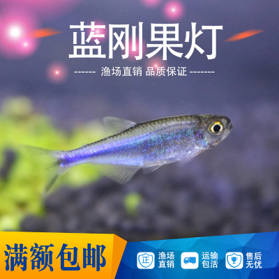 鱼灯鱼灯科鱼活体鱼群游蓝刚果灯