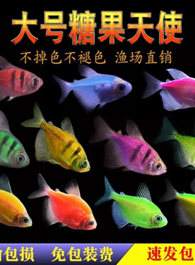 柠檬青苹果天使鱼紫衣绿老虎