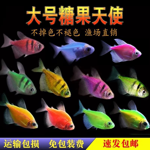 大号柠檬青苹果荧光天使鱼紫衣小型热带观赏淡水活体草缸好养宠物