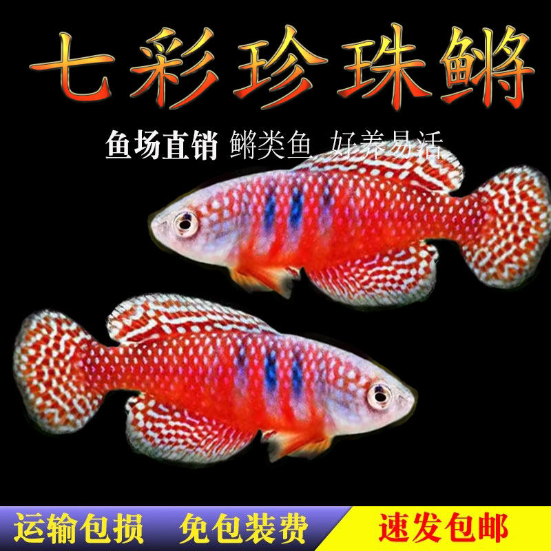 七彩珍珠鳉鱼小型热带鱼鳉科鱼梦幻珍珠鳉漂亮宝贝黑珍珠鳉鱼活体