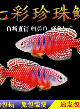 七彩珍珠鳉鱼小型热带鱼鳉科鱼梦幻珍珠鳉漂亮宝贝黑珍珠鳉鱼活体