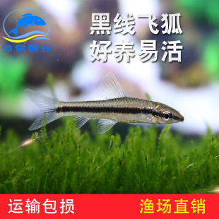 一线飞狐 黑线飞狐鱼 除藻鱼 除黑毛藻鱼 垃圾鱼 淡水观赏鱼 活体