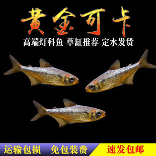 黄金可卡灯鱼观赏鱼活体鱼南美进口F1黄金白金可卡霓虹帝王灯珍惜