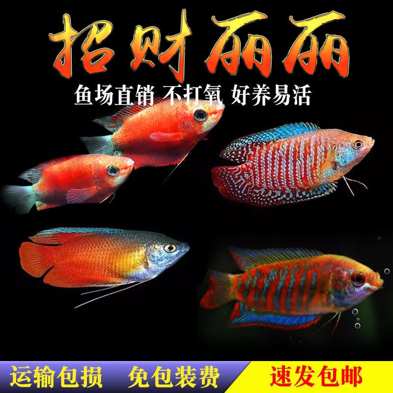 招财丽丽血丽丽黄蓝曼龙鱼珍珠马甲鱼五彩丽丽鱼水族宠物活体包活