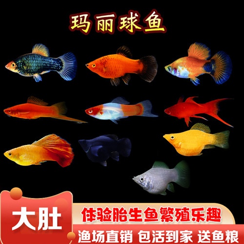 玛丽球鱼胎生皮球黑白黄玛丽米奇月光红剑观赏活体小型孔雀包活邮 - 封面