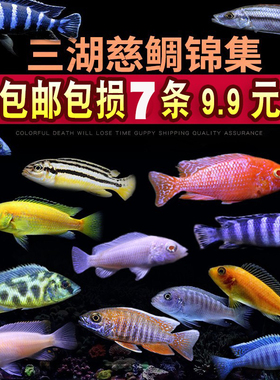 三湖慈鲷鱼马鲷蓝阿里非洲黑线王子蓝斑马热带观赏鱼活体小型淡水