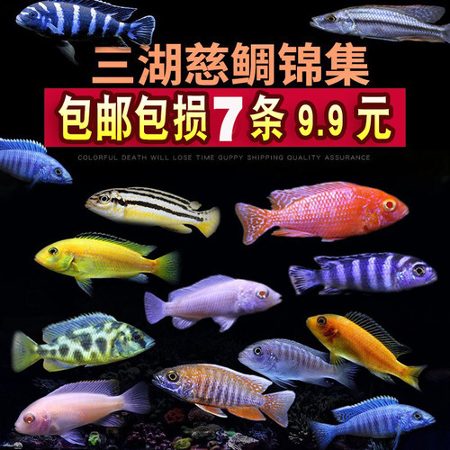 三湖热带观赏鱼小型活体淡水马鲷