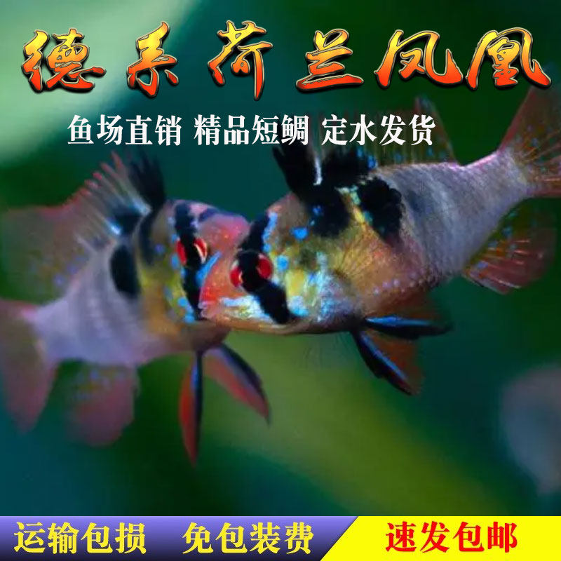 德系荷兰凤凰鱼长体热带观赏鱼草缸淡水长尾荷兰凤凰短鲷活体 - 实物图