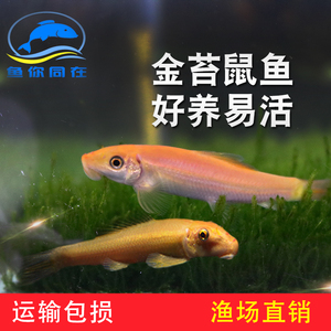 金苔鼠鱼除藻清缸工具青苔鼠鱼除藻鱼吃青苔鱼缸清洁活体包活包损
