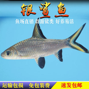 银鲨鱼反光小型热带观赏虎鲨鱼大小白鲨彩虹鲨粉红鲨龙鱼配鱼活体