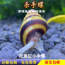 杀手螺大黄蜂螺观赏螺宠物螺除藻螺工具螺活体水族除杂螺除蜗 包邮