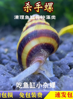 杀手螺观赏螺除杂螺工具螺