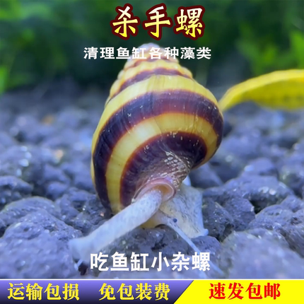 包邮杀手螺大黄蜂螺观赏螺宠物螺除藻螺工具螺活体水族除杂螺除蜗