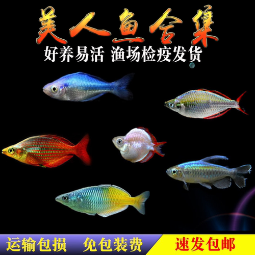 电光美人鱼美人鱼活体热带观赏鱼
