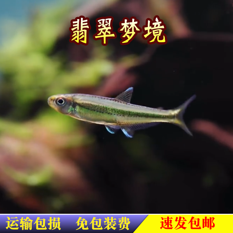 翡翠梦境灯鱼日落梦境小型灯鱼热带鱼南美高端草缸鱼观赏鱼淡水鱼