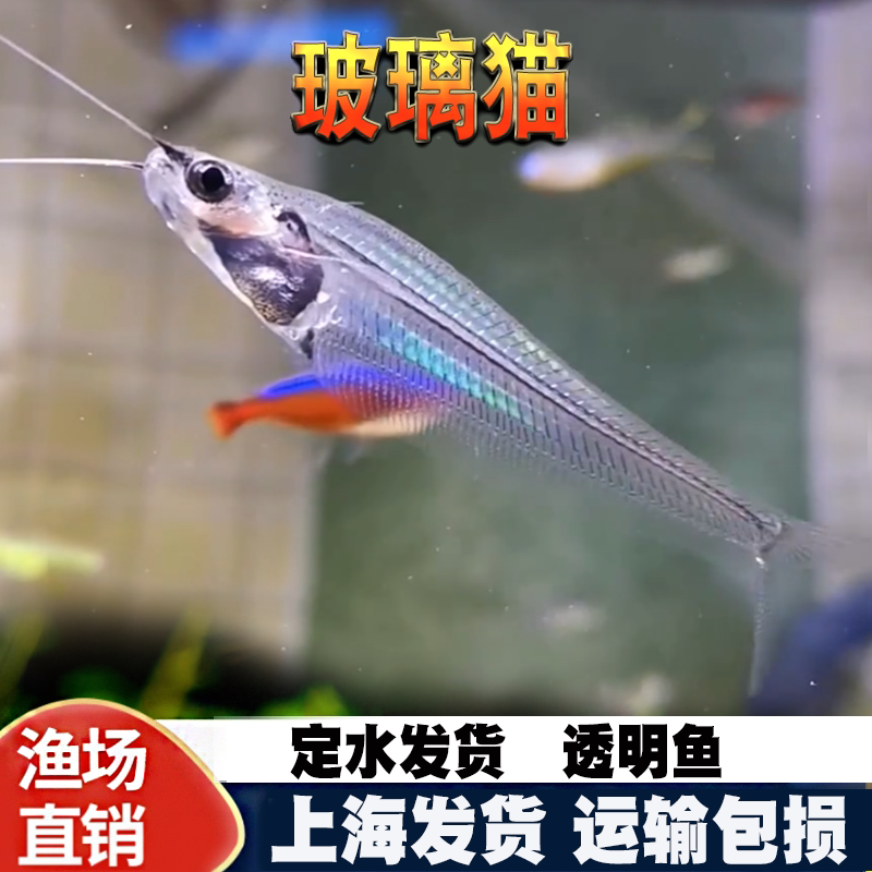 泰国进口龙须猫鱼透明玻璃四须猫海象群游热带淡水观赏鱼草缸活体