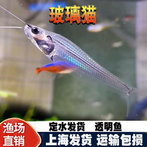 泰国进口龙须猫鱼透明玻璃四须猫海象群游热带淡水观赏鱼草缸活体