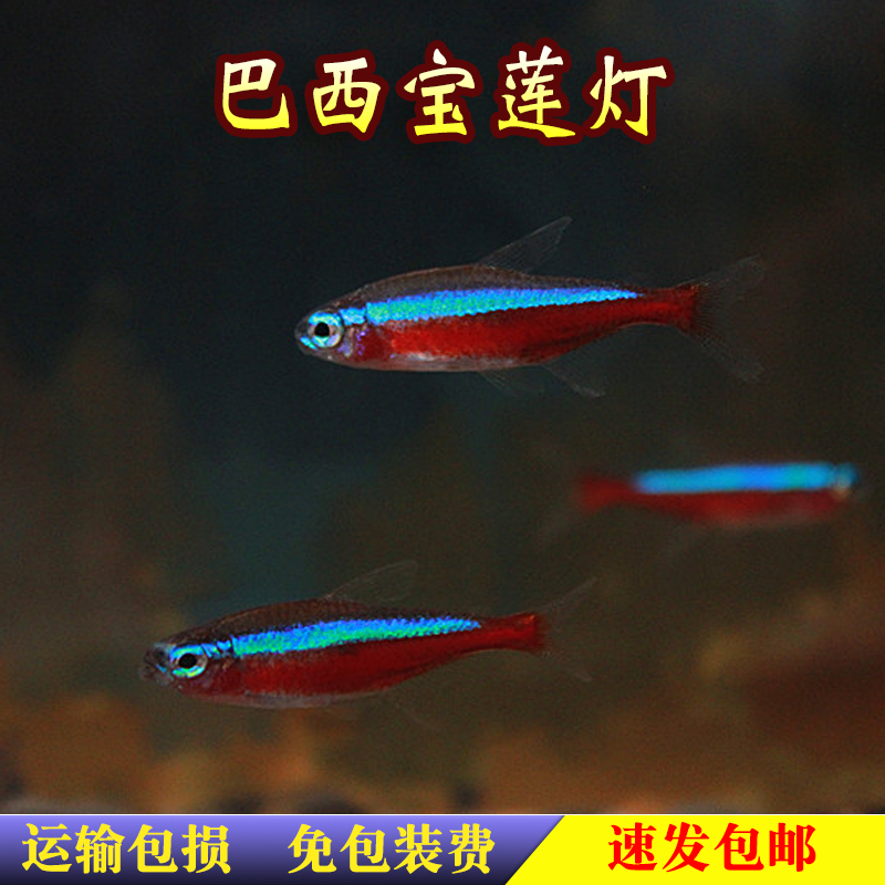 巴西宝莲灯人工F1品质