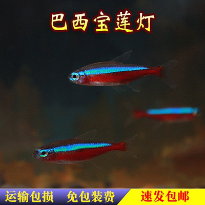 巴西宝莲灯人工F1品质