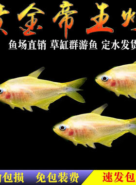 黄金帝王灯鱼稀有帝王灯黑帝王水草缸混养群游热带淡水观赏灯科鱼