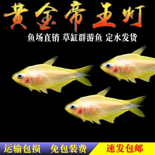 黄金帝王灯鱼稀有帝王灯黑帝王水草缸混养群游热带淡水观赏灯科鱼