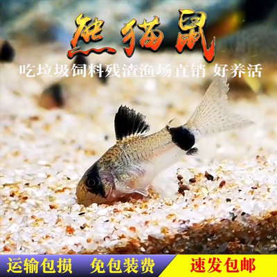 热带鱼熊猫鼠鼠鱼超可爱垃圾鱼