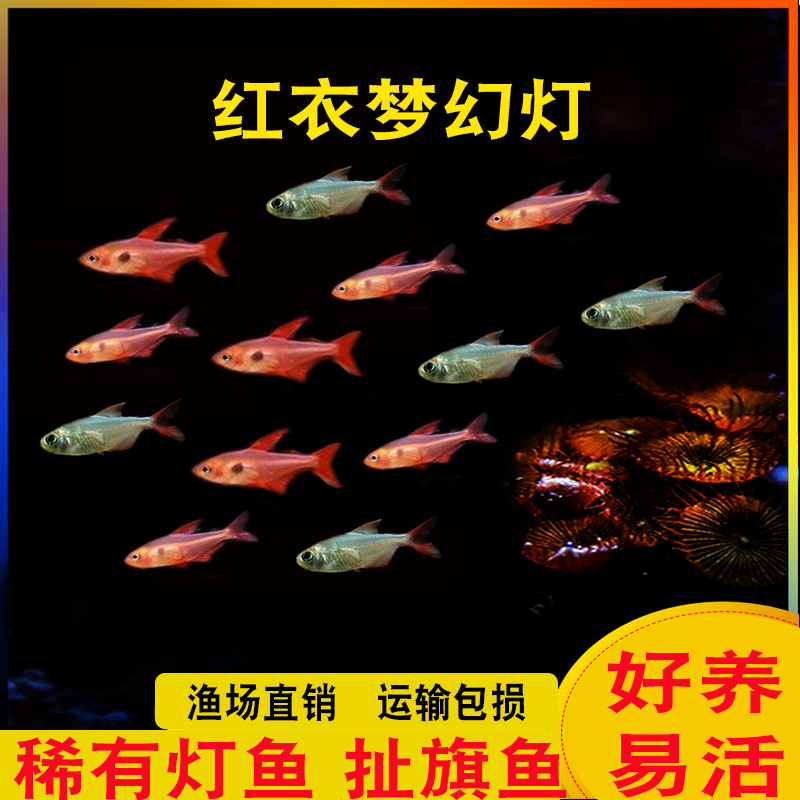 红衣梦幻灯鱼红尾梦幻灯喷火焰灯橘帆梦幻旗鱼热带观赏鱼活体群游,宠物/宠物食品及用品,鱼,淘宝优惠券,粉丝福利购,淘宝优惠卷