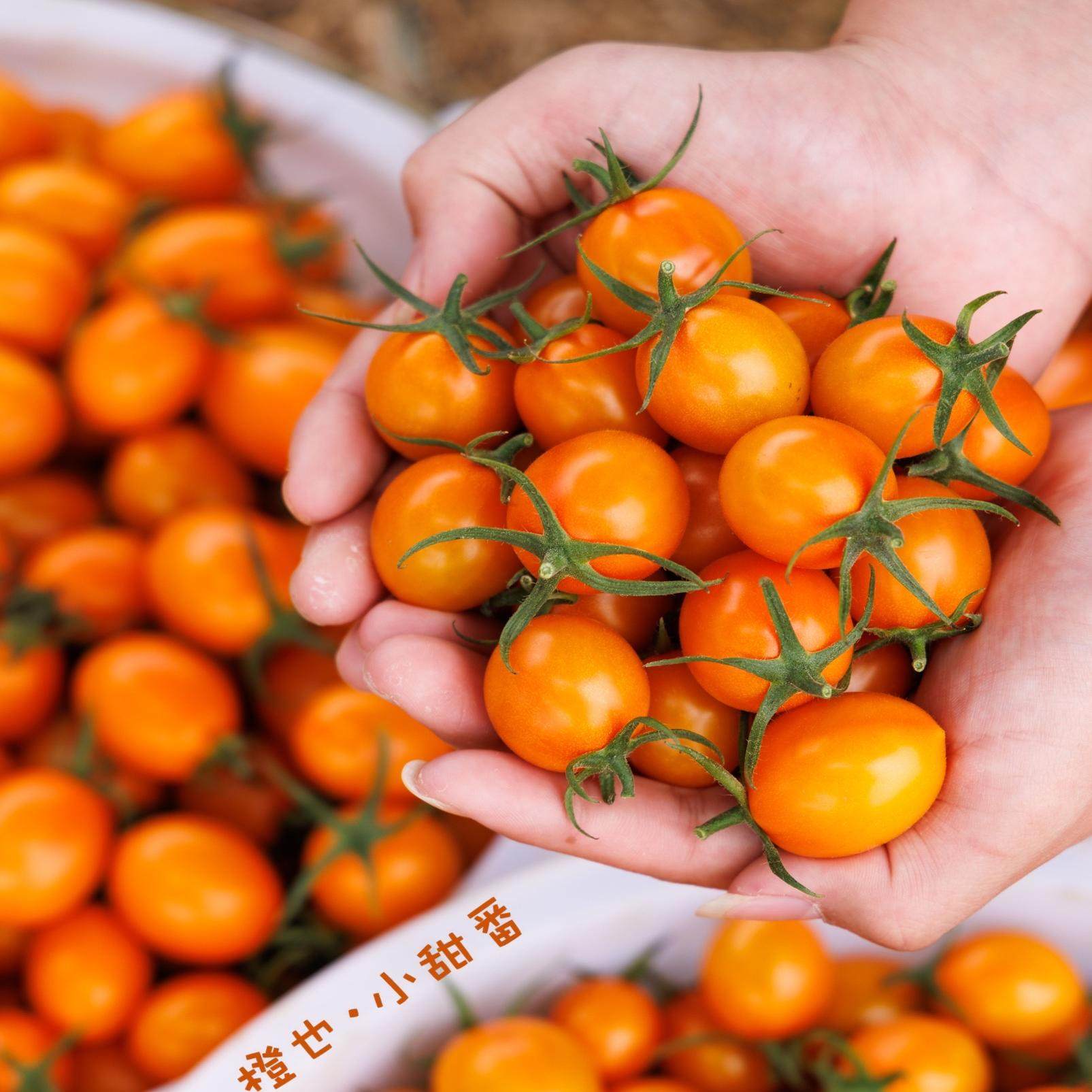 当季黄金圣女果新鲜橙色小番茄现摘应季番茄小西红柿新鲜水果顺丰,水产肉类/新鲜蔬果/熟食,番茄,淘宝优惠券,粉丝福利购,淘宝优惠卷