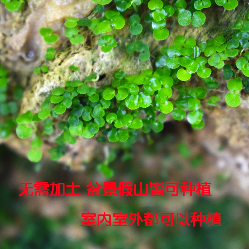 上水石植物假山草籽盆栽铺面苔藓