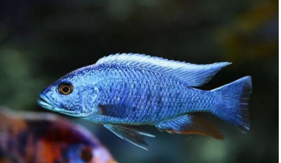 观赏鱼三湖慈鲷马鲷岩栖勾鼻坦鲷蓝阿里银背阿里包邮包损