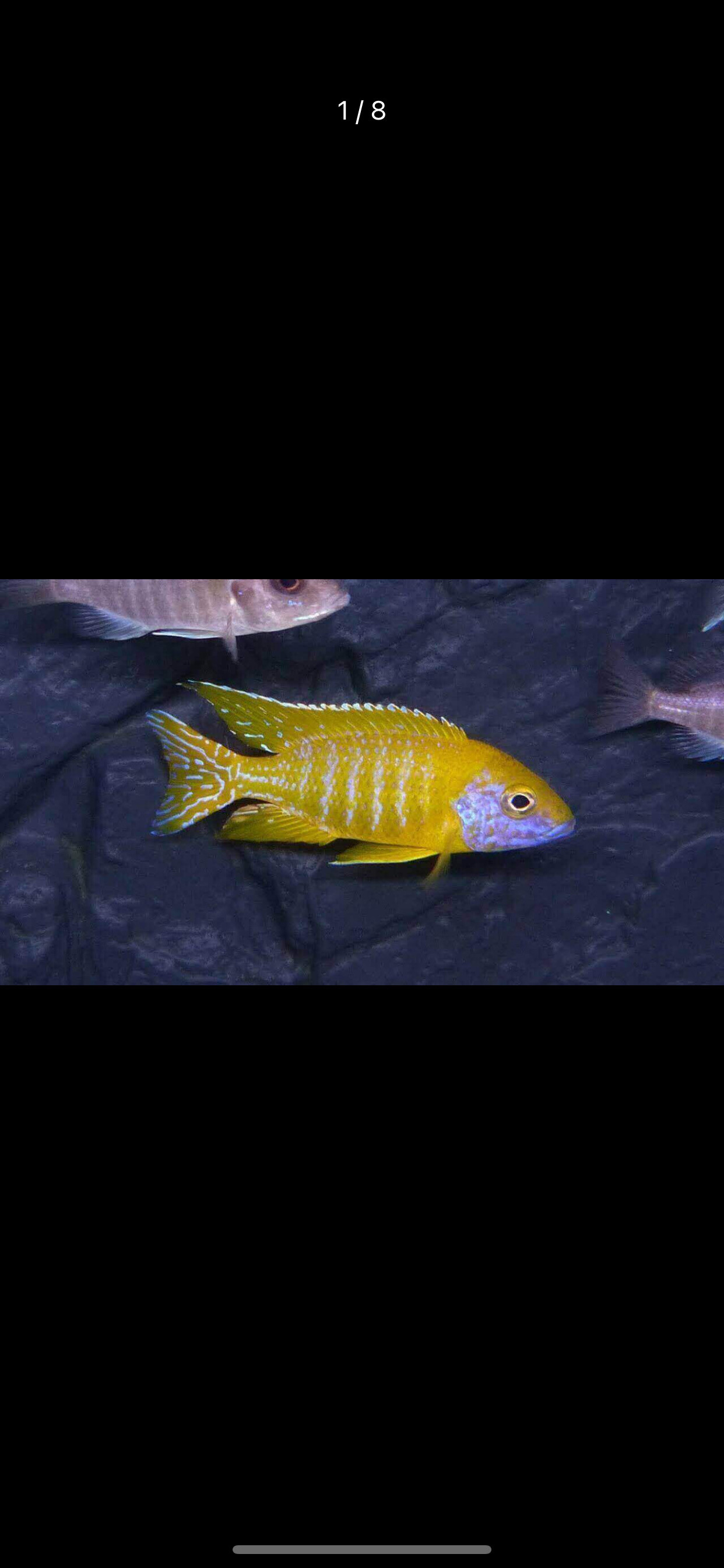 热带观赏鱼三湖慈鲷马鲷孔雀类金松鼠