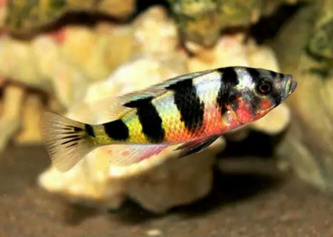 观赏鱼三湖慈鲷马鲷岩栖勾鼻坦鲷维鲷斑马天使魔鬼天使包邮包损