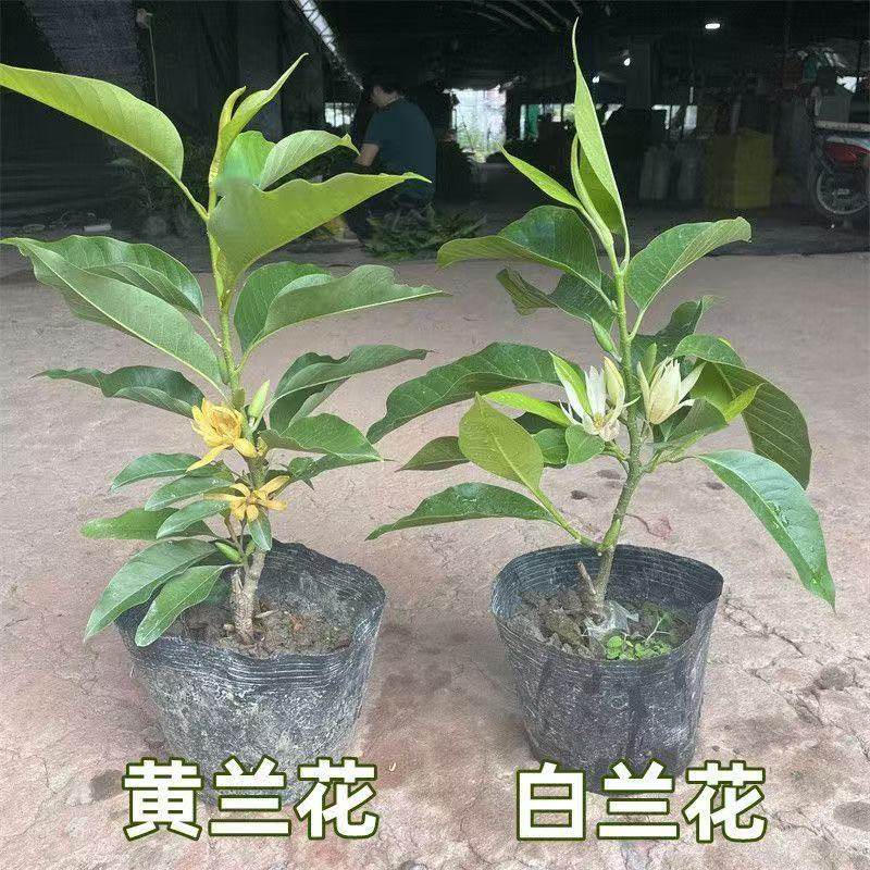 庭院绿植白兰花树苗玉兰花黄兰树苗黄桷兰黄兰花观花植物盆栽植物