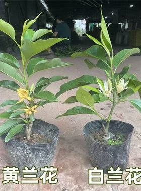 庭院绿植白兰花树苗玉兰花黄兰树苗黄桷兰黄兰花观花植物盆栽植物