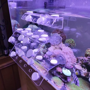 亚克力珊瑚断肢架SPS断枝座断肢纽扣基珊瑚底座繁殖支架珊瑚基座