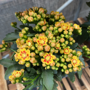大盆洛桑女神长寿花 金丝雀长寿花盆栽 1盆3棵