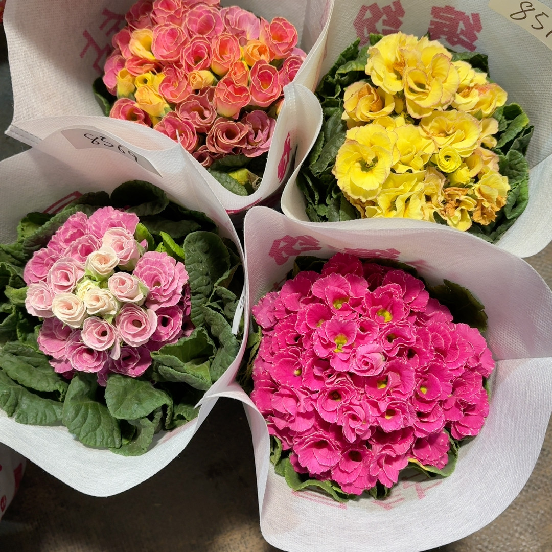 8570 报春4盆,鲜花速递/花卉仿真/绿植园艺,时令草本花卉,淘宝优惠券,粉丝福利购,淘宝优惠卷