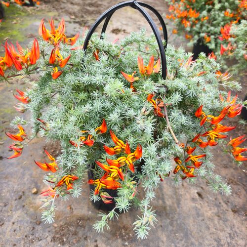 鹦鹉嘴百脉根耐热40度盆栽带花发