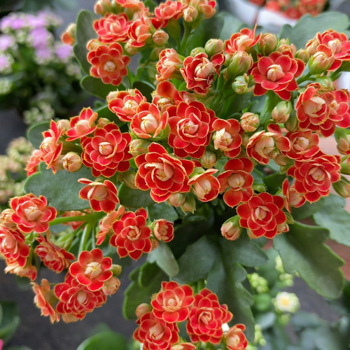 A110金狐狸 开花