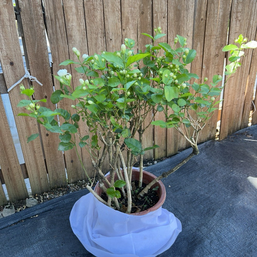 耐热耐晒重瓣茉莉花盆栽带花苞发