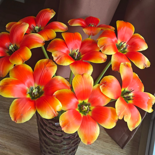 郁金香盆栽 1盆3棵 带花苞 昆明发货