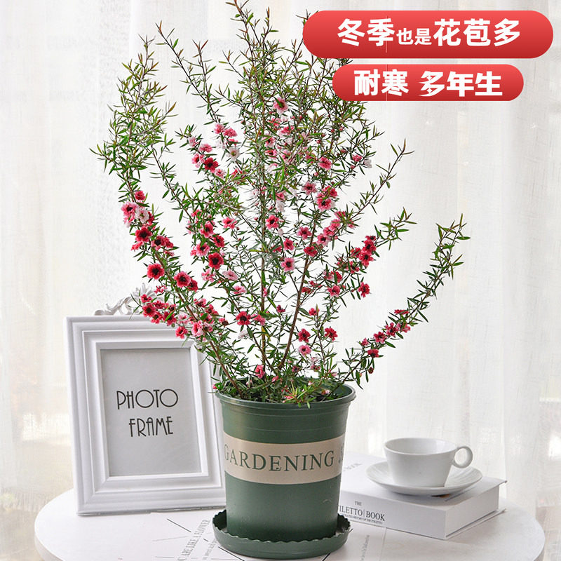 松红梅盆栽花园阳台庭院四季常绿小灌木冬季室内年宵花,鲜花速递/花卉仿真/绿植园艺,观叶 /花灌木,淘宝优惠券,粉丝福利购,淘宝优惠卷