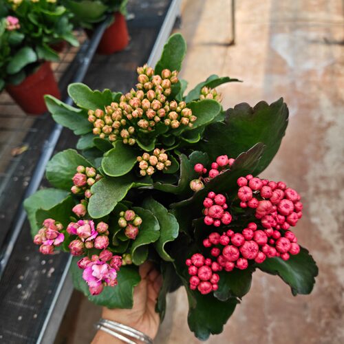 金狐狸里斯本唐卡带花苞1盆3棵