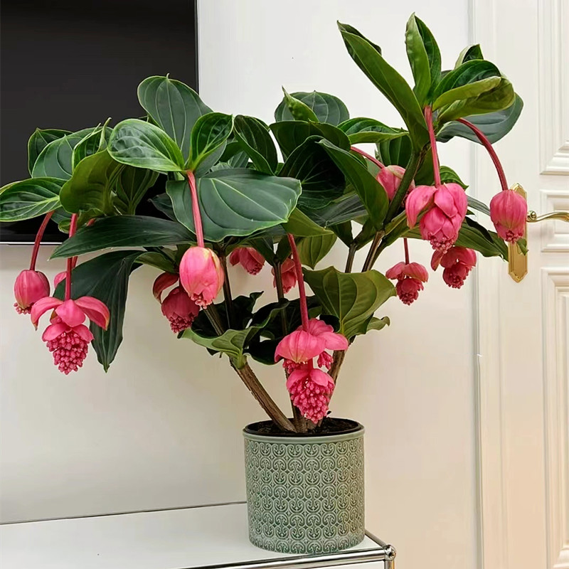 宝莲灯盆栽带花发客厅花卉